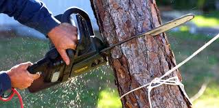 Reliable Riddle, OR Tree Care Services Solutions