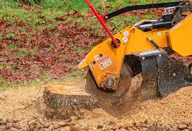 Best Stump Grinding and Removal  in Riddle, OR