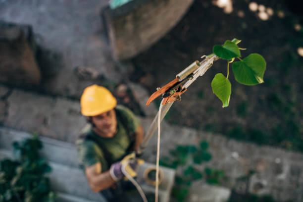 How Our Tree Care Process Works  in  Riddle, OR