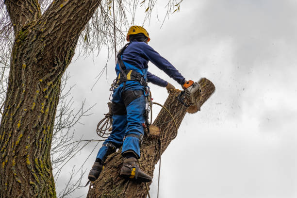 Best Tree Disease Treatment  in Riddle, OR